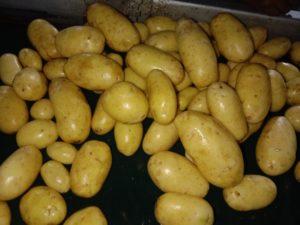 potato import pakistan